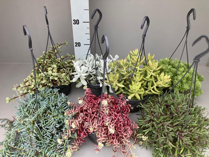 <h4>Succulenten 7 hangmix kan variëren</h4>
