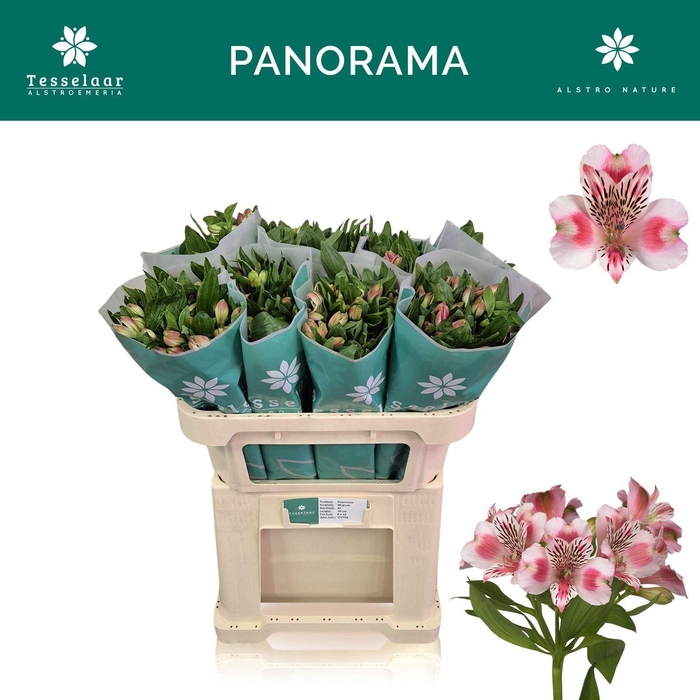 <h4>Alstr Panorama</h4>