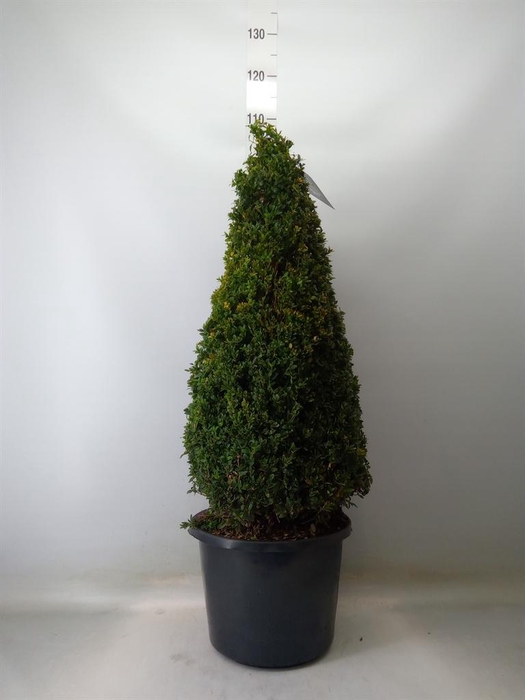 <h4>Buxus semp.   ...</h4>