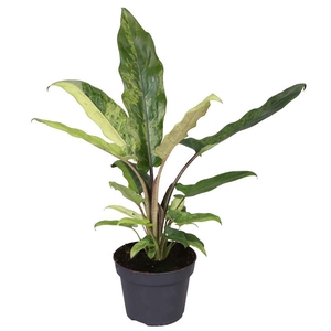 ALOCASIA P12 LAUTERBACHIA V