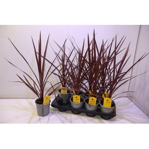 arr8 Cord Aus Red Star
