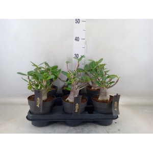 Adenium NB 'Ansu Baobab'