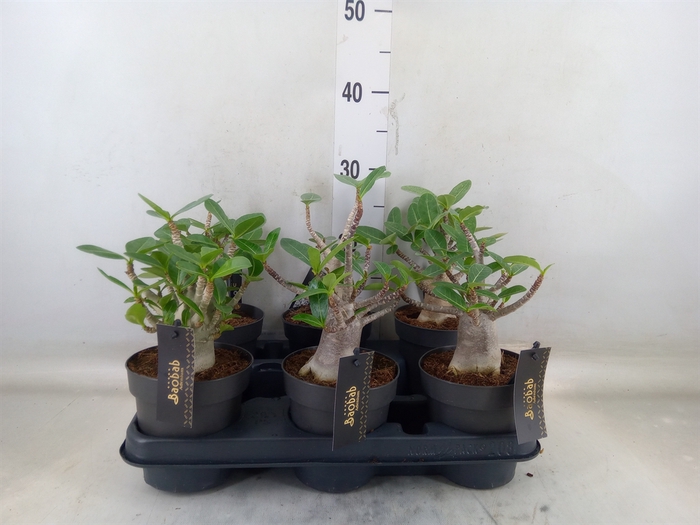 <h4>Adenium NB 'Ansu Baobab'</h4>