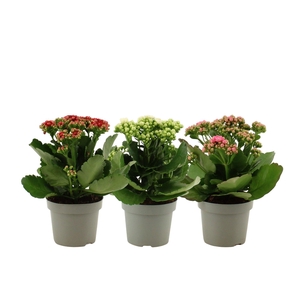 Kalanchoë 3 color mix in transparant sleeve