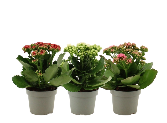 <h4>Kalanchoë 3 color mix without sleeve</h4>