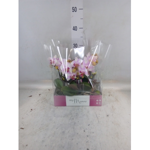 Phalaenopsis   ...rose