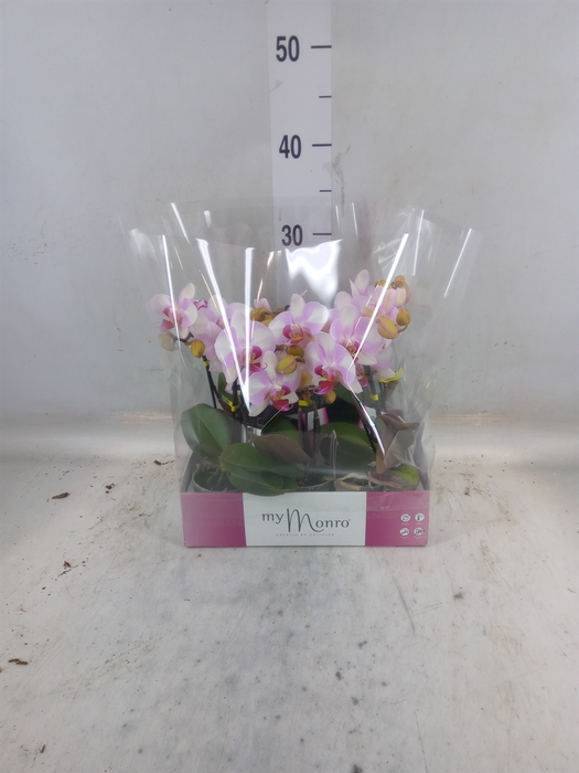 <h4>Phalaenopsis   ...rose</h4>