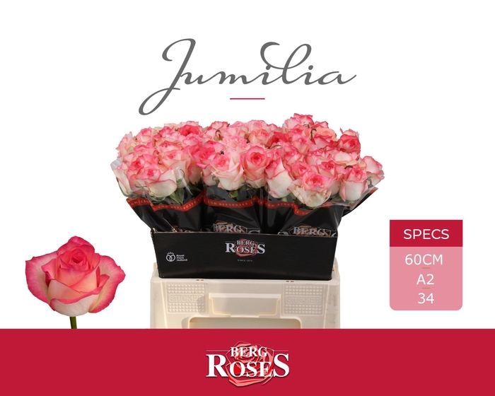 <h4>R GR JUMILIA @ A2</h4>