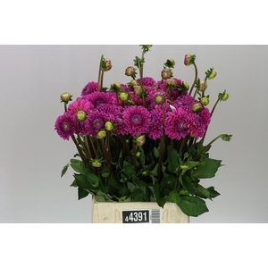 Dahlia Sandra