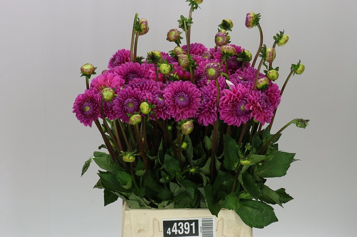 <h4>Dahlia Sandra</h4>