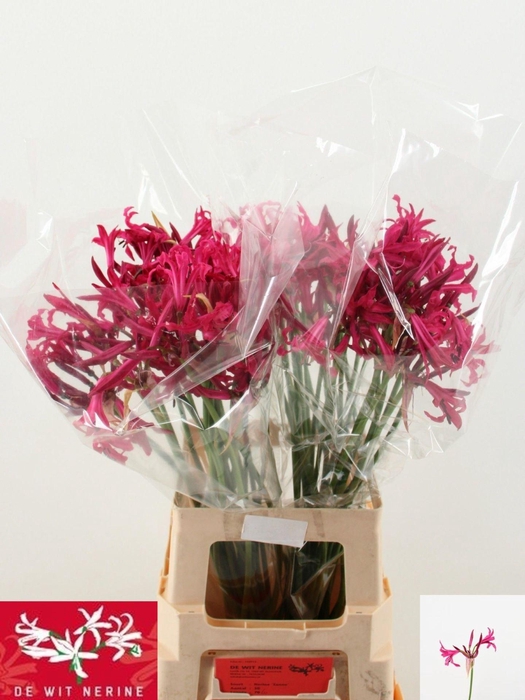 <h4>NERINE BOWDENII 'SANNE'</h4>