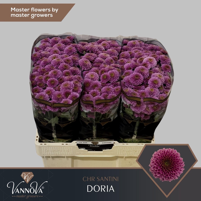 <h4>CHR SAN AAA DORIA CHR S DORIA</h4>