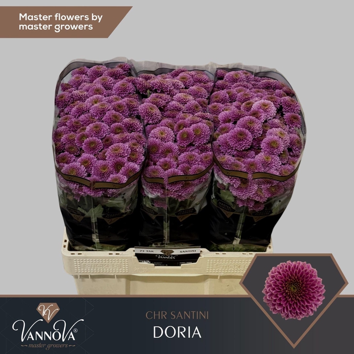 <h4>CHR SAN AAA DORIA CHR S DORIA</h4>