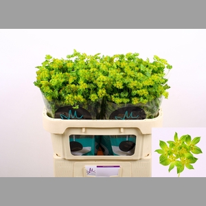 BUPLEURUM ROTUNDIFOL