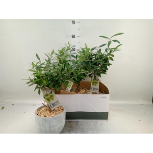 Arr. Tuinplanten H%