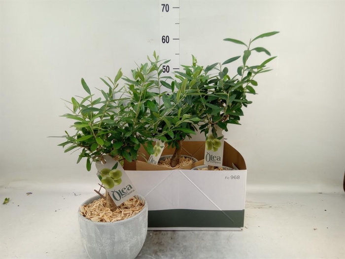 <h4>Arr. Tuinplanten H%</h4>