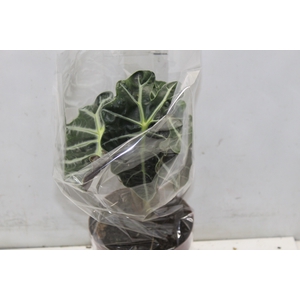 ALOCASIA POLLY P17