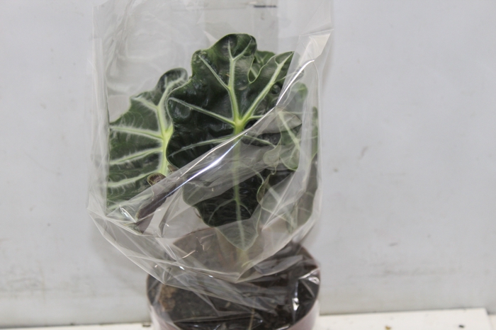 <h4>ALOCASIA POLLY P17</h4>