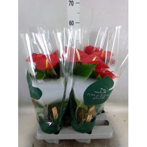 Anthurium andr. 'Nevada'