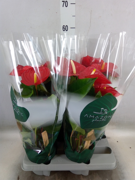 <h4>Anthurium andr. 'Nevada'</h4>