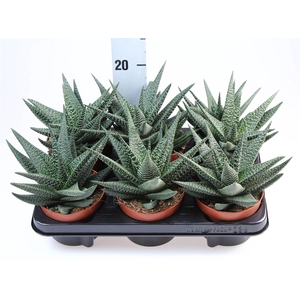 xGasterhaworthia  'Royal Highness'