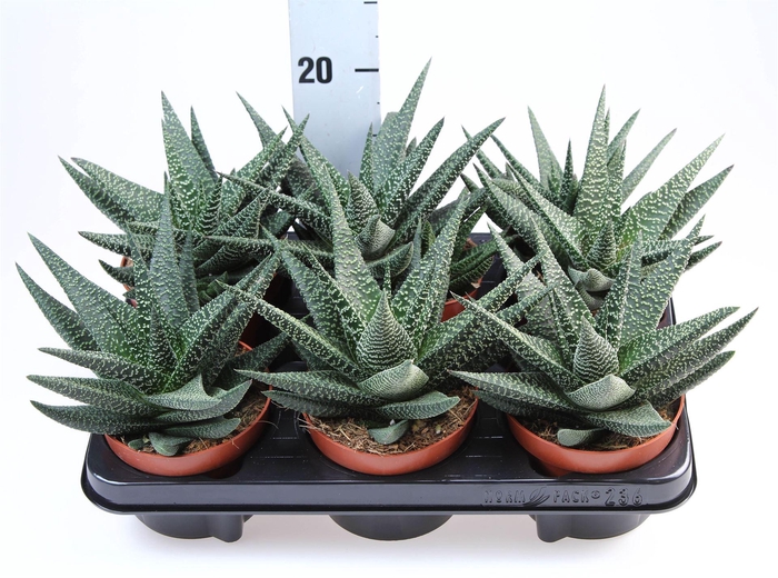 <h4>xGasterhaworthia  'Royal Highness'</h4>