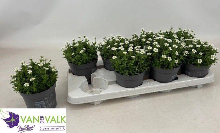 <h4>Saxif Ar Marto White</h4>