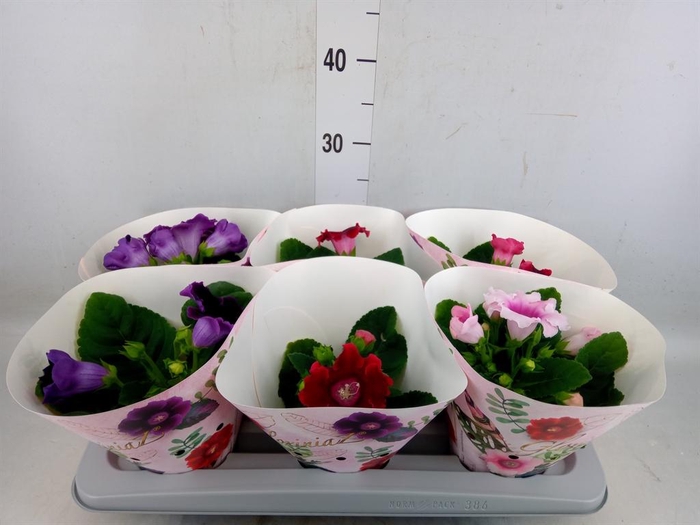 <h4>Sinningia   ...mix</h4>