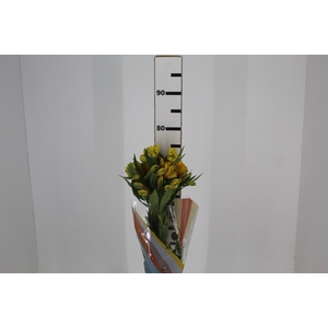 ALSTROEMERIA CARIBBEAN 070 CM
