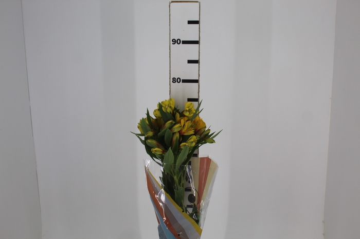 <h4>ALSTROEMERIA CARIBBEAN 070 CM</h4>