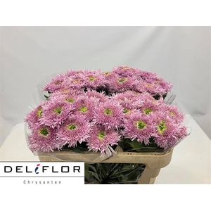 CHR G OV ROSA