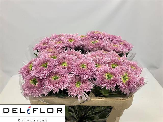 <h4>CHR G OV ROSA</h4>