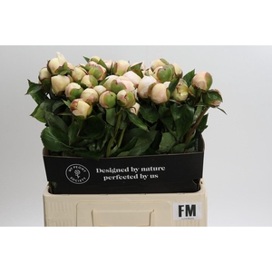 Paeonia Festiva Maxima