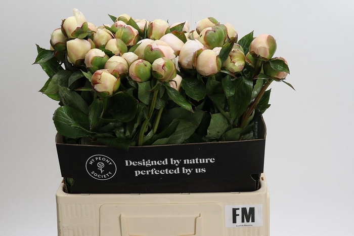 Paeonia Festiva Maxima