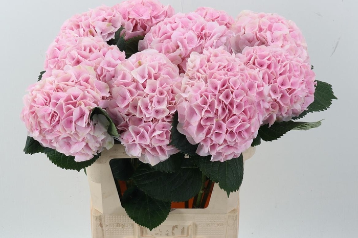 <h4>Hydr M My Pinktou Rz</h4>