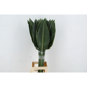 STRELITZIA LEAF