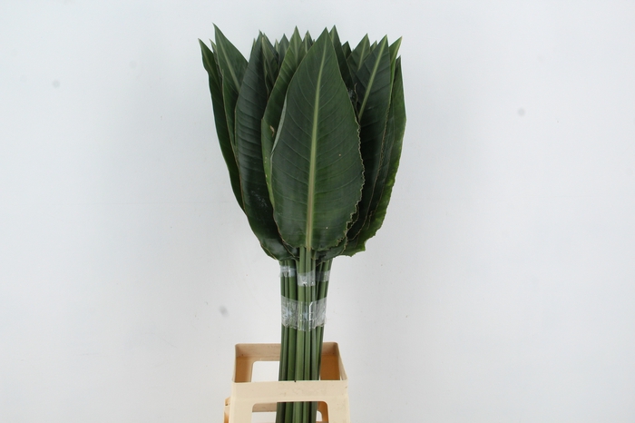 <h4>STRELITZIA LEAF</h4>
