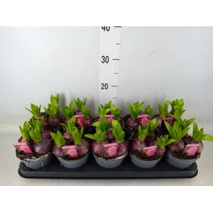 Hyacinthus orie. 'Pearl Pink'