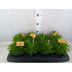 Senecio archeri 'Himalaya'