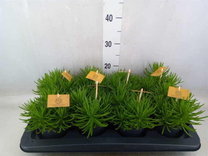 <h4>Senecio archeri 'Himalaya'</h4>