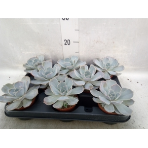 Echeveria lilacina