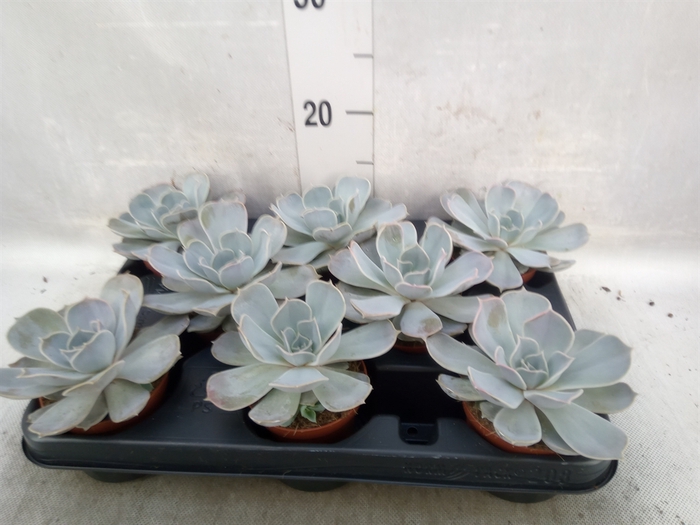 <h4>Echeveria lilacina</h4>