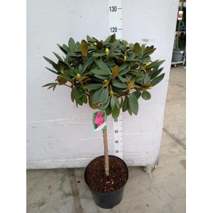 Rhododendron   ...