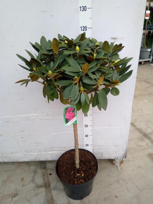 <h4>Rhododendron   ...</h4>