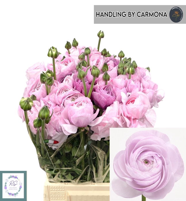 <h4>RANUNCULUS OV</h4>