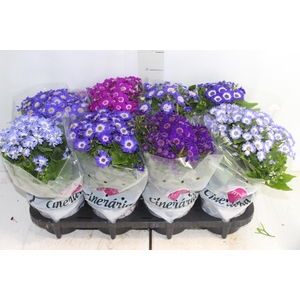 CINERARIA P14
