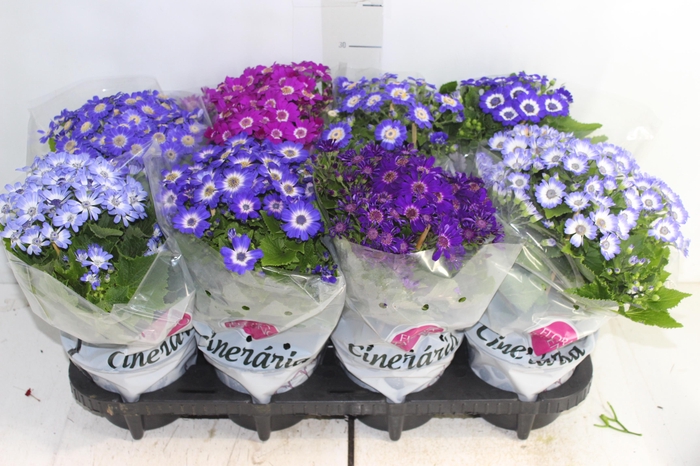 <h4>CINERARIA P14</h4>
