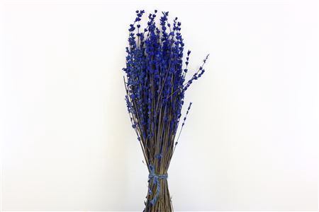 <h4>Pres Lavendel Dark Blue Bunch</h4>
