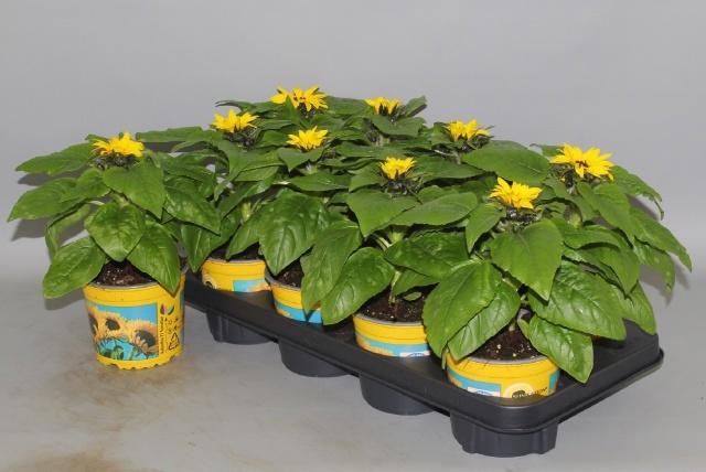 <h4>HELI SUNSATION</h4>