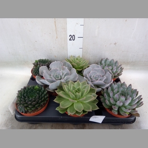 Echeveria   ...mix